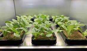 Resultado de imagen para LG Electronics presentará un electrodoméstico para el cultivo de vegetales