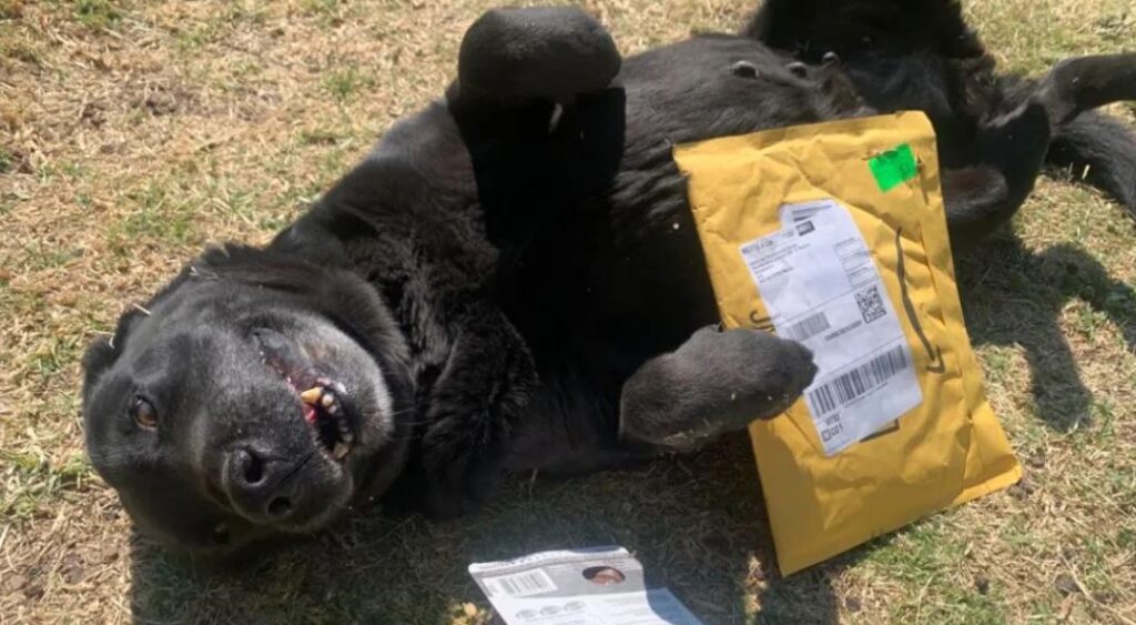Los perritos rescatados del Metro CDMX ya tienen su lista de deseos en Amazon