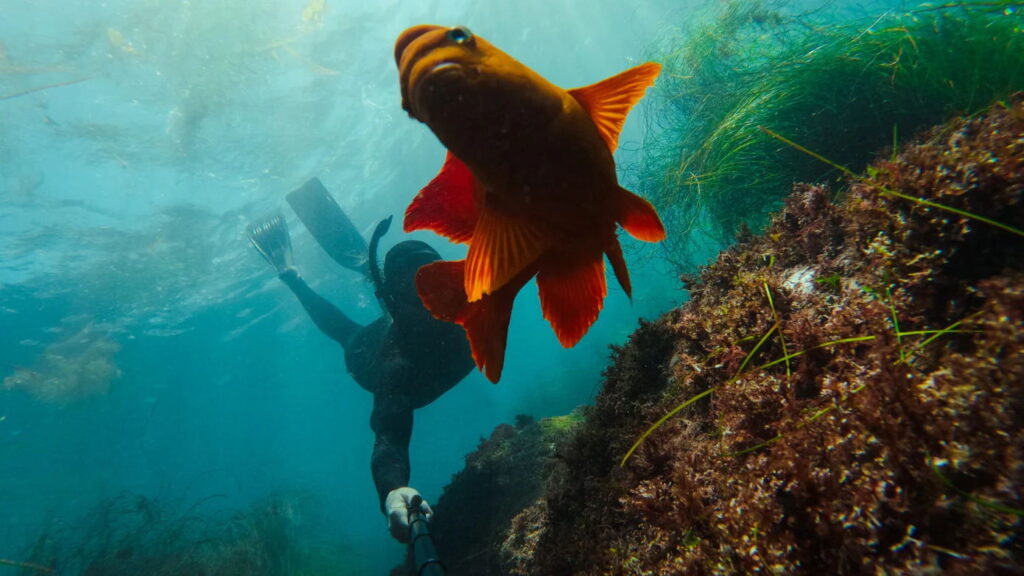 accesorios GoPro