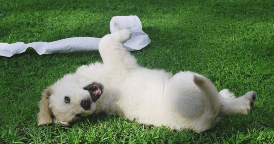 Fotografía de un perro tomada con Vivo V50 Lite