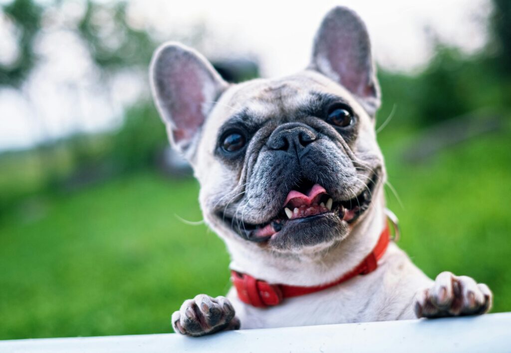 Gadgets para mascotas: tecnología que cuida y divierte a tus peludos